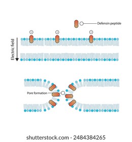 Diagram showing defensine peptide action on bacterial cell membrane - pore formation. Simple schematic illustration. skeletal structure diagram. compound molecule scientific illustration.