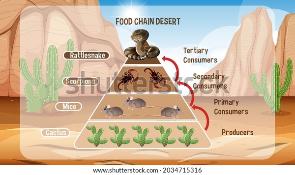 Diagram Showing Desert Food Chain Education Stock Vector (Royalty Free ...