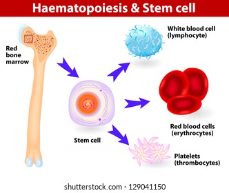 Diagram Showing The Development Of Different Blood Cells From Haematopoietic Stem Cell To Mature Cells