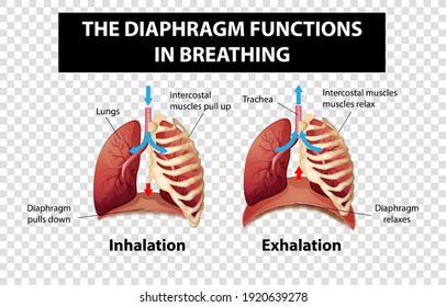 348 Inhalation exhalation diagram Images, Stock Photos & Vectors ...