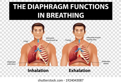 10,517 Diaphragm Stock Vectors, Images & Vector Art | Shutterstock