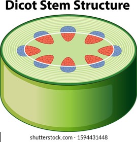 Diagram showing dicot stem structure illustration