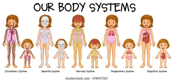 Resultado de imagen de SYSTEMS OF YOUR BODY