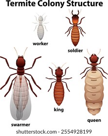 Diagram showing different roles in a termite colony