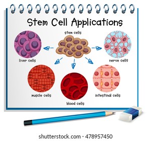 Diagram showing different stem cell applications illustration