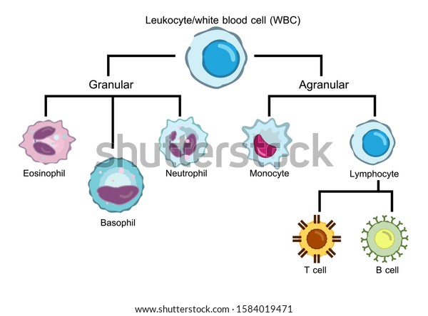 diagram\
showing different types of white blood\
cells.