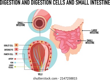 Diagram showing digestion and cells in small intestine illustration