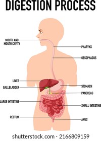 Diagramm, das den Verdauungsprozess in der menschlichen Illustration zeigt
