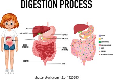 Diagram showing digestion process illustration