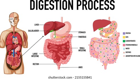 Diagram showing digestion process illustration