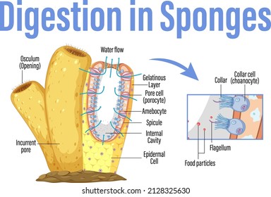 Diagram showing digestion in sponges illustration