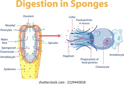 Diagram showing digestion in sponges illustration