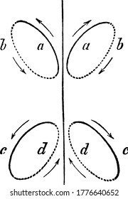 Diagram showing ellipses motion of a young frog swim in water, vintage line drawing or engraving illustration.