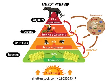 Diagram showing energy pyramid for education illustration