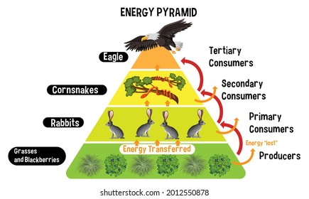 Diagram showing energy pyramid for education illustration