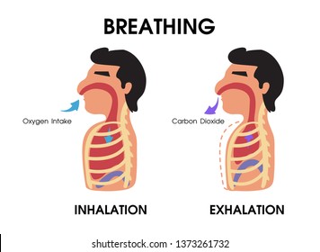 Diagram Showing Expansion Contraction Lungs While Stock Vector (Royalty ...