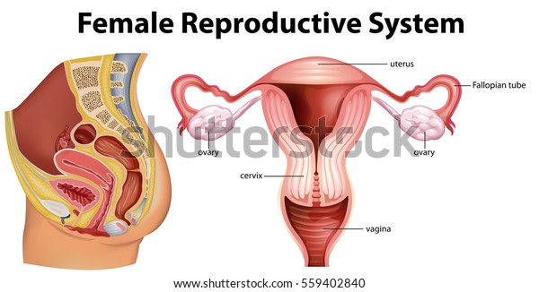 Diagram\
showing female reproductive system\
illustration