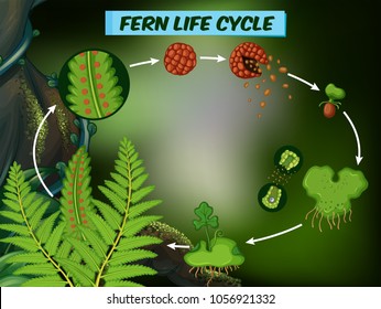 Diagram showing fern life cycle illustration