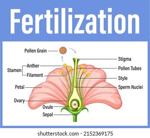 Diagram showing fertilization in flower illustration