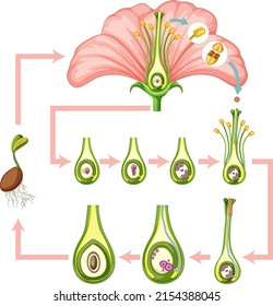 Diagram showing fertilization in flower illustration