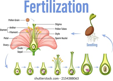 1,453 Plant fertilization diagram Images, Stock Photos & Vectors ...