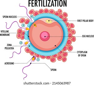 Diagram showing fertilization in human illustration