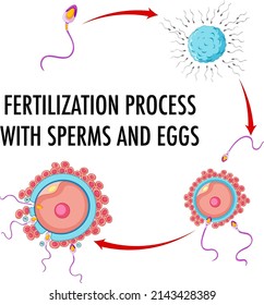 Diagram showing fertilization process illustration