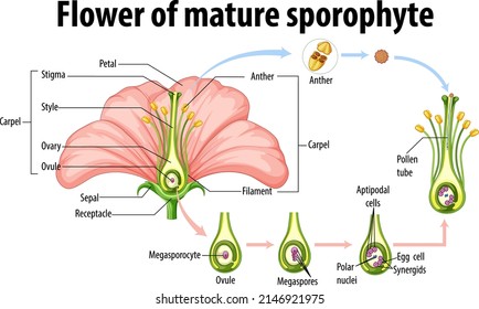 Diagram showing flower of mature sporophyte illustration