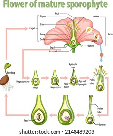 Diagram showing flower of mature sporophyte illustration