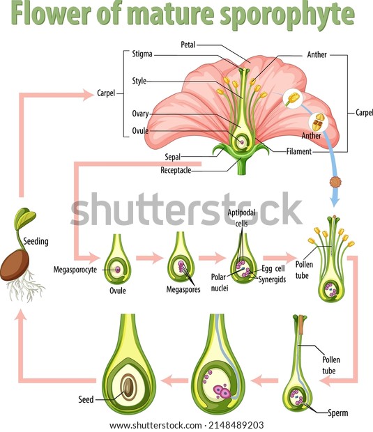 Diagram\
showing flower of mature sporophyte\
illustration