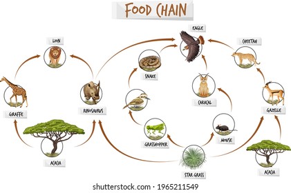 713 Jungle food chain Images, Stock Photos & Vectors | Shutterstock