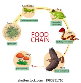 Diagram Showing Food Chain Illustration Stock Vector (Royalty Free ...