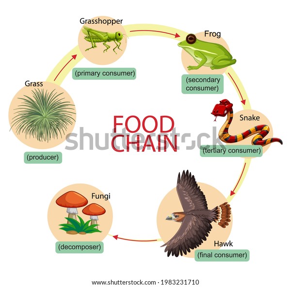 Diagram showing food\
chain illustration