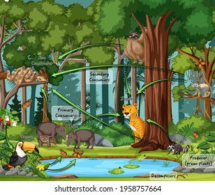 Forest Food Chain Images, Stock Photos & Vectors | Shutterstock