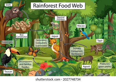 Food Web Diagram Images Stock Photos Vectors Shutterstock