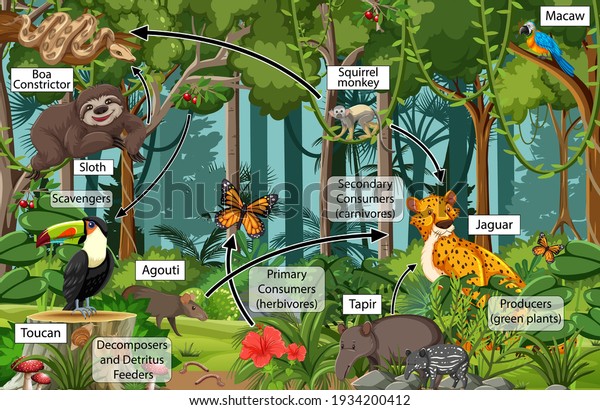 Diagram Showing Food Web Rainforest Illustration Stock Vector Royalty Free 1934200412 0567
