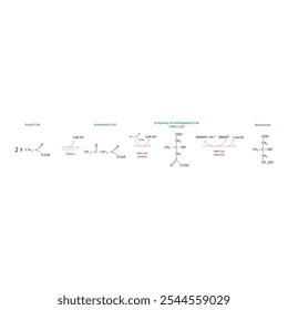 Diagrama da formação de mevalonato de acetil-CoA via reações enzimáticas. Ilustração simples da reação bioquímica.