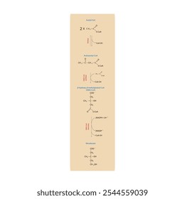 Diagrama da formação de mevalonato de acetil-CoA via reações enzimáticas. Ilustração simples da reação bioquímica.