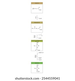 Diagrama da formação de mevalonato de acetil-CoA via reações enzimáticas. Ilustração simples da reação bioquímica.