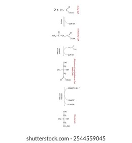 Diagrama da formação de mevalonato de acetil-CoA via reações enzimáticas. Ilustração simples da reação bioquímica.