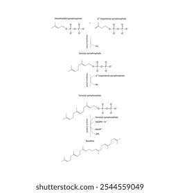 Diagrama da formação do esqualeno por reações enzimáticas. Ilustração simples da reação bioquímica.