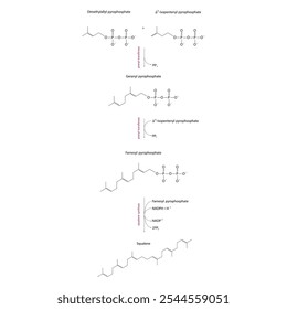 Diagrama da formação do esqualeno por reações enzimáticas. Ilustração simples da reação bioquímica.