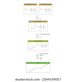 Diagrama da formação do esqualeno por reações enzimáticas. Ilustração simples da reação bioquímica.