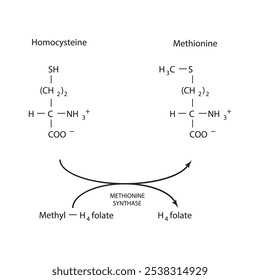 Diagrama que muestra la función de la metionina sintasa: conversión de homocisteína en metionina a través de folato metílico H4 y folato H4