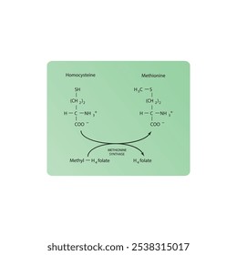 Diagram showing function of methionine synthase - conversion of Homocysteine to Methionine via Methyl H4 folate and H4 folate