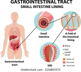 Diagram showing gastrointestinal tract illustration