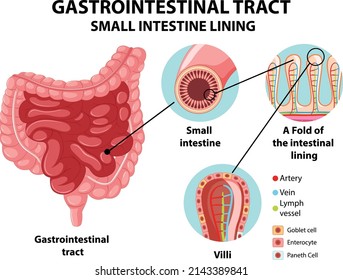 Diagrama del tracto gastrointestinal Ilustración del revestimiento del intestino delgado