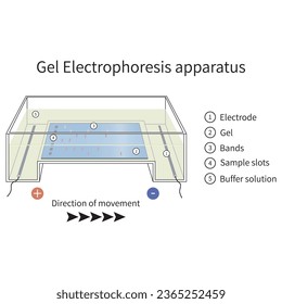 Diagrama de electroforesis de gel - ilustración científica del equipo de laboratorio, mostrando gel, electrodo, solución tampón, bandas y ranura. Ilustración vectorial técnica.