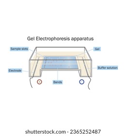 Diagram showing gel electrophoresis apparatus - labolatory equipment scientific illustration, showing gel, electrode, buffer solution, bands and slot. Technical vector illustration.