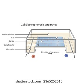 Diagram showing gel electrophoresis apparatus - labolatory equipment scientific illustration, showing gel, electrode, buffer solution, bands and slot. Technical vector illustration.